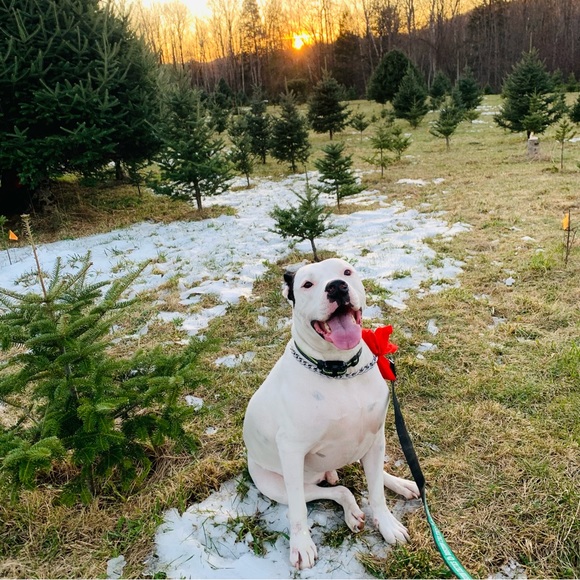 Meet your Posher, Sara - Picture 7 of 8